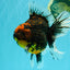 CHUNKY AAA Grade Tiger Oranda Male 6.5-7 inches #072426OR_01