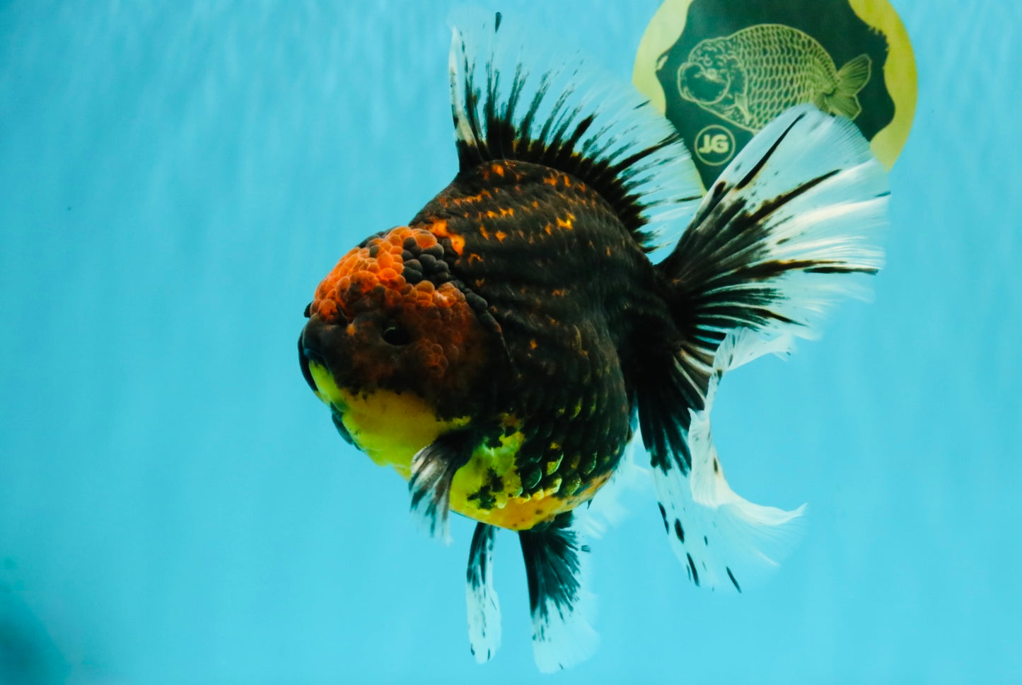 CHUNKY AAA Grade Tiger Oranda Male 6.5-7 inches #072426OR_01