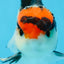 A Grade Tricolor Button Eyes Oranda Male 4.5-5 inches #081525OR_28