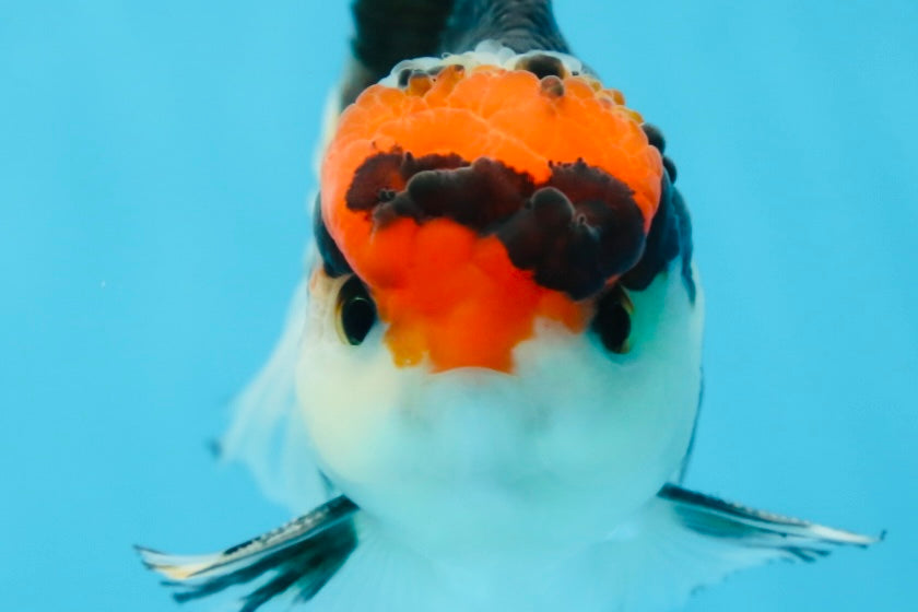 A Grade Tricolor Button Eyes Oranda Male 4.5-5 inches #081525OR_28