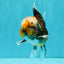 CHUBBY AAA Grade Tiger Oranda Male 5.5 inches #050126OR_08