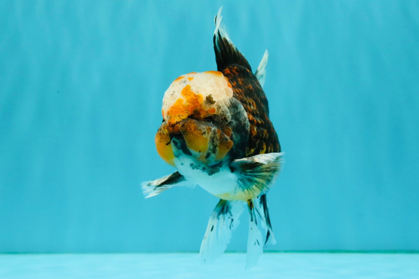 CHUBBY AAA Grade Tiger Oranda Male 5.5 inches #050126OR_08