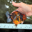 A Grade Tiger Yuanbao Feme 5 inches #072426YB_30
