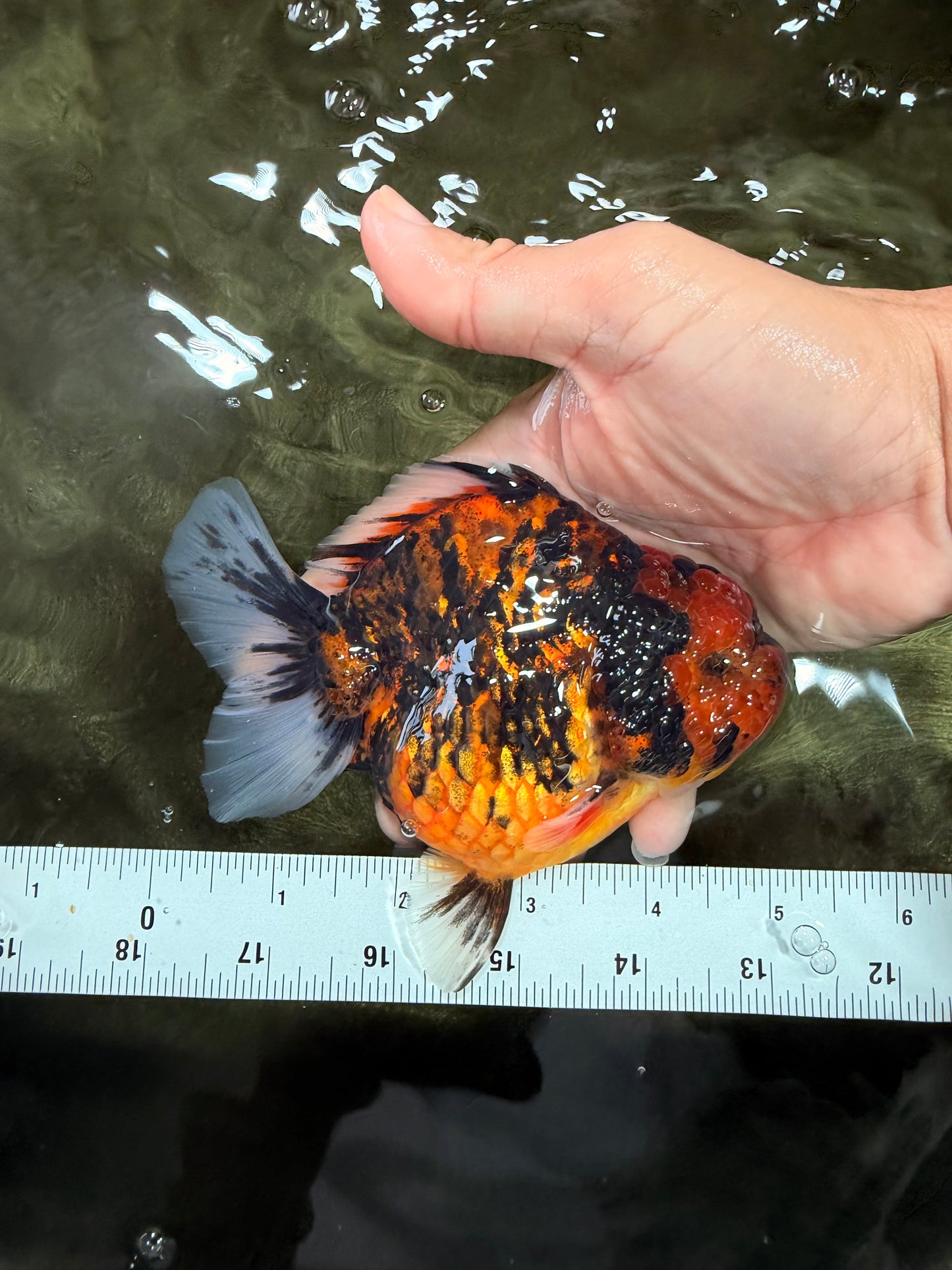 A Grade Tiger Yuanbao Feme 5 inches #072426YB_30