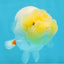 AAA Grade Young Lemonhead LionQueen 4 inches #101025LC_06
