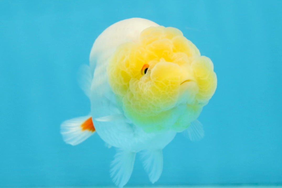 AAA Grade Young Lemonhead LionQueen 4 inches #101025LC_06