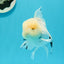 AAA Grade Lemonhead Snow White Oranda Male 5 inches #0510OR_07