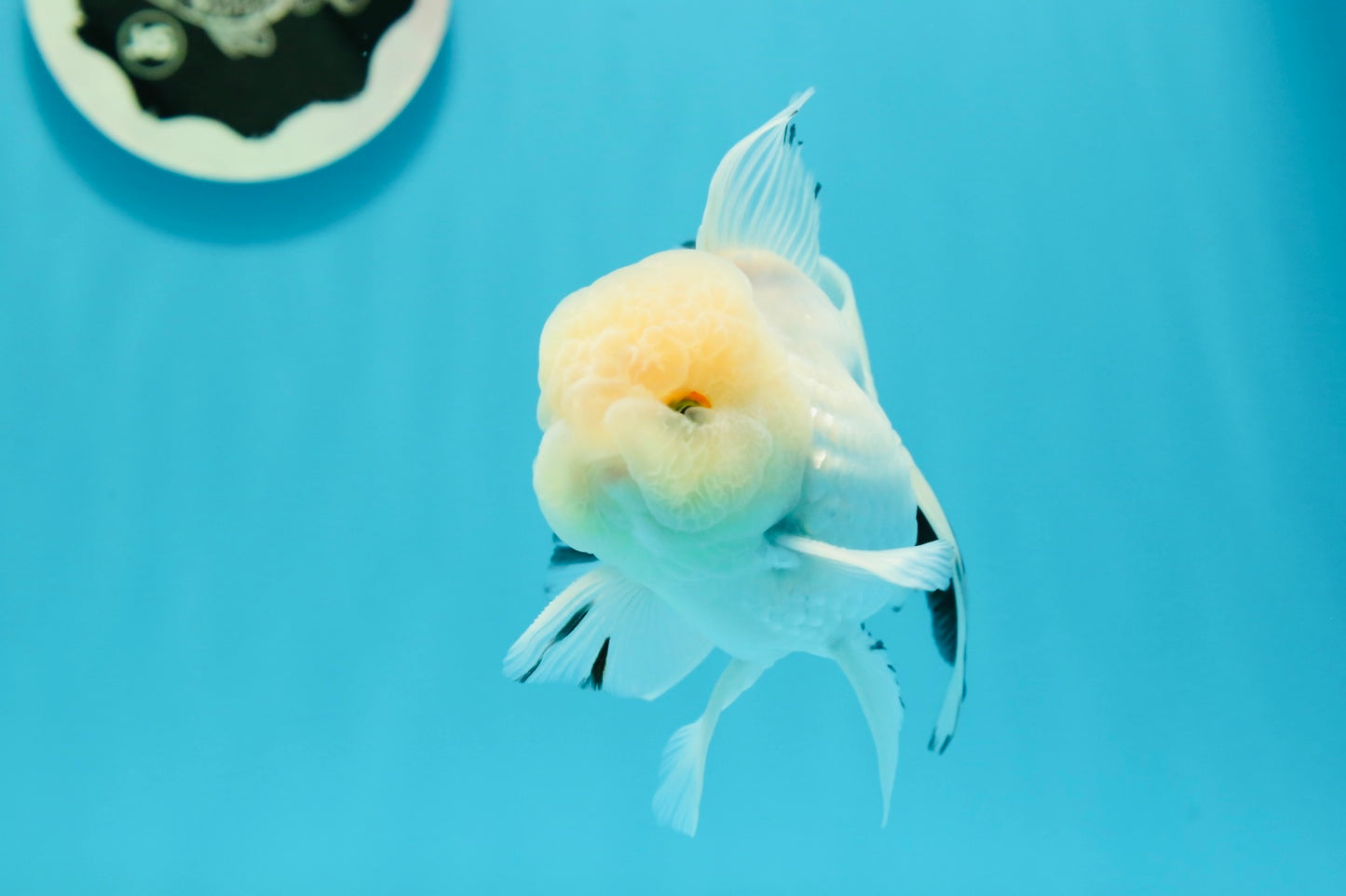 AAA Grade Lemonhead Snow White Oranda Male 5 inches #0510OR_07