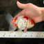 A Grade Red White Oranda Female 5.5 inches #061926OR_15