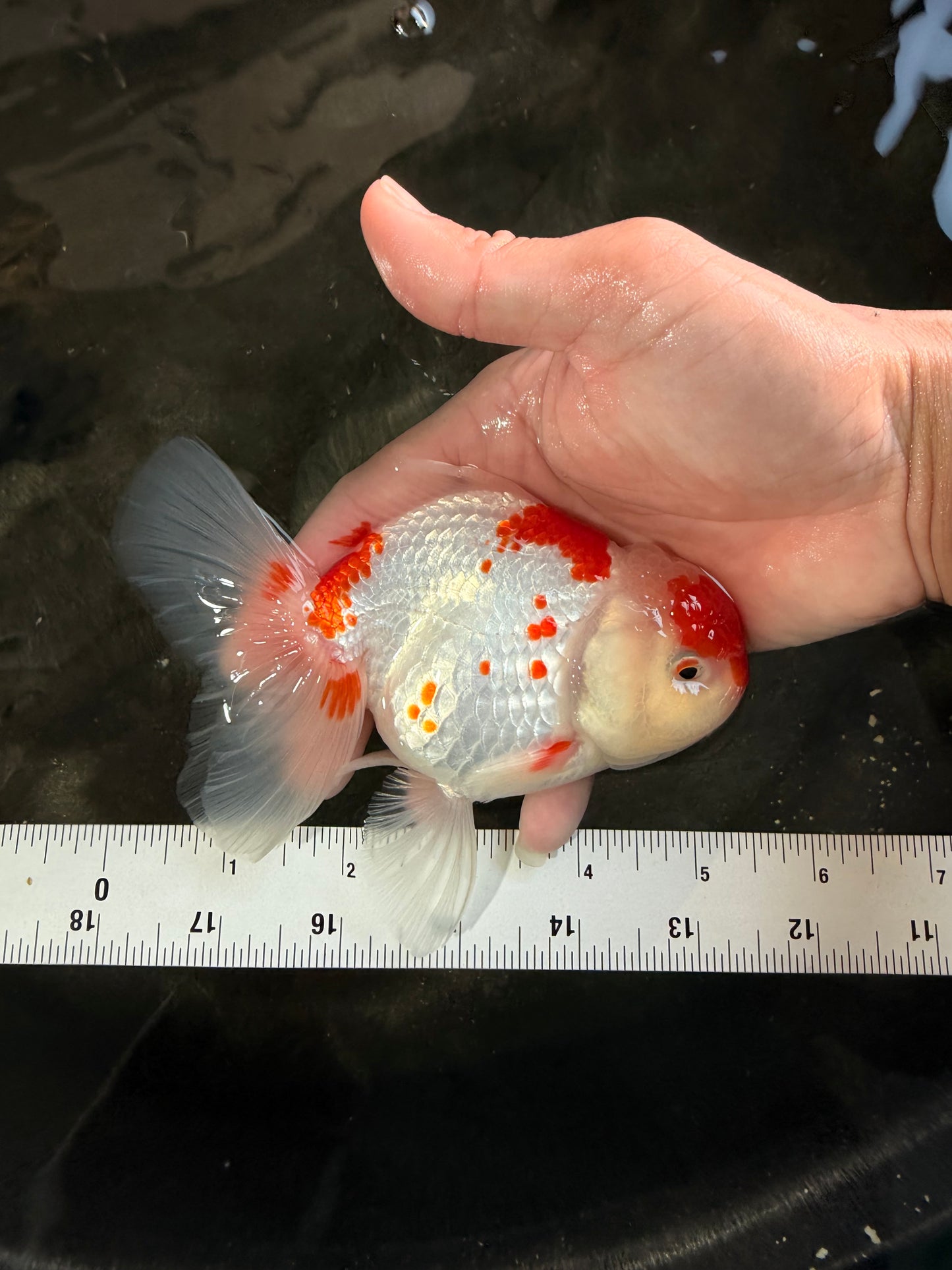 A Grade Red White Oranda Female 5.5 inches #061926OR_15