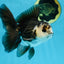 A Grade Panda Oranda Male 5 inches #100325OR_22