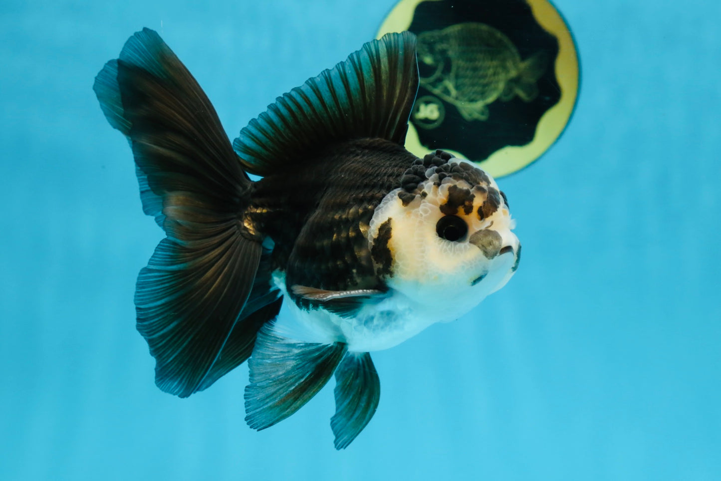 A Grade Panda Oranda Male 5 inches #100325OR_22