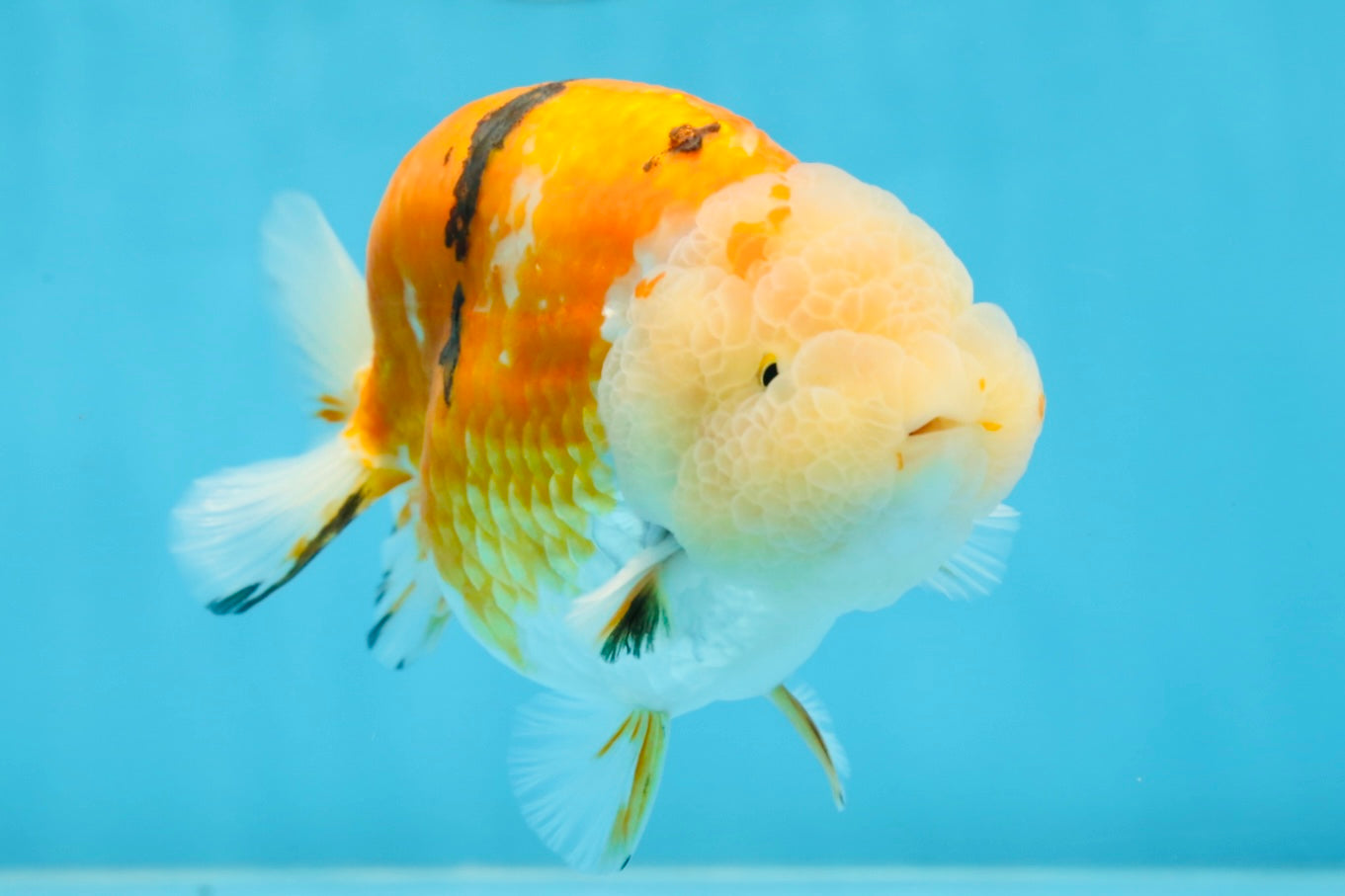 AAA Grade Sakura LionKing 5 inches #062025LC_08