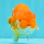 SUPER CUTE A Grade Red White LionQueen 4-4.5 inches #081426LC_16