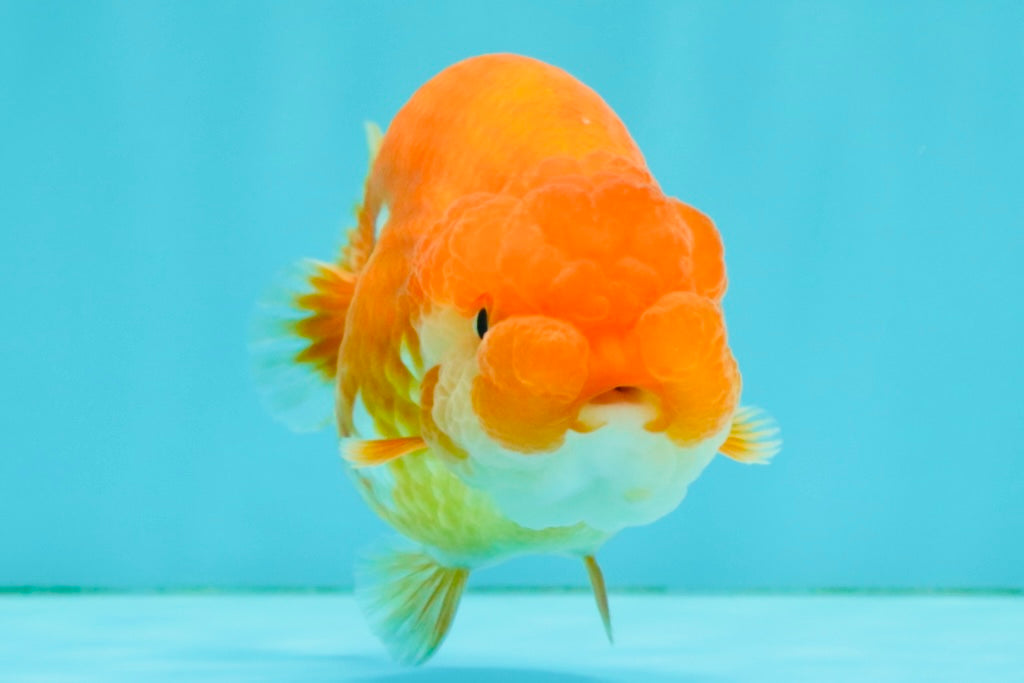 SUPER CUTE A Grade Red White LionQueen 4-4.5 inches #081426LC_16