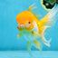 Orange White Oranda Female 5.5 inches #071125OR_07