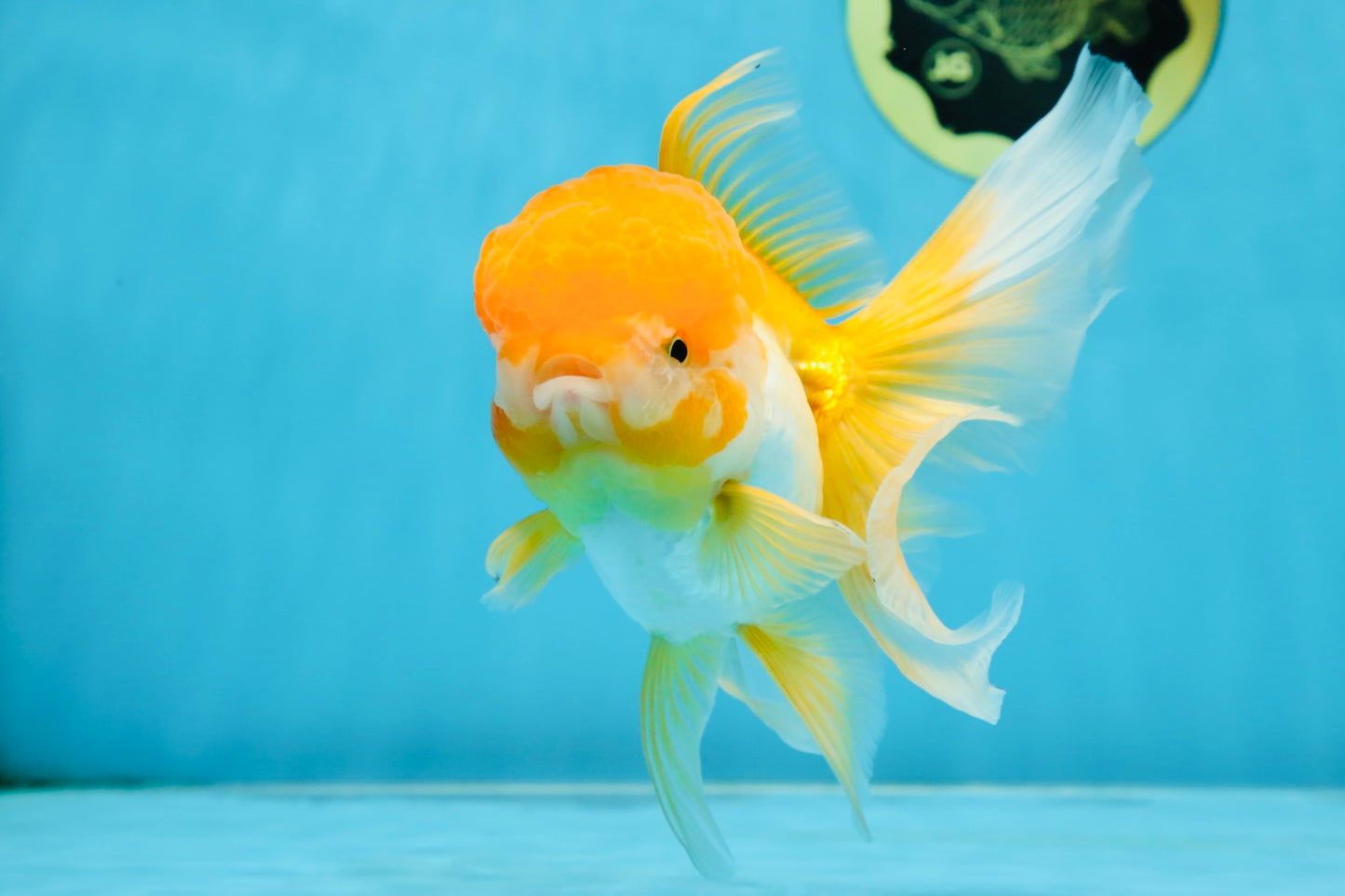 Orange White Oranda Female 5.5 inches #071125OR_07