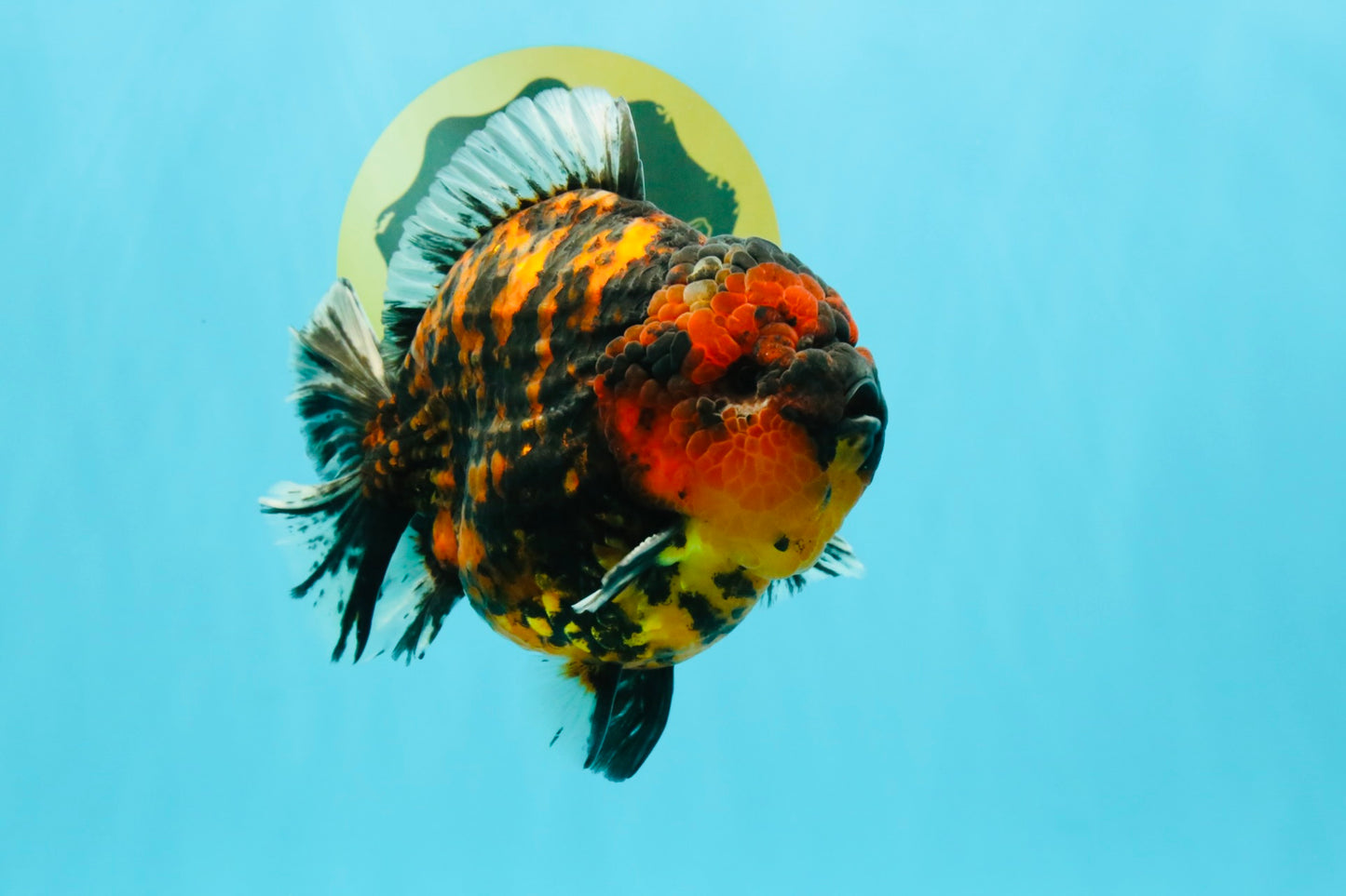 AAA Grade Godzilla Tiger Yuanbao Male 5.5-6 inches #032026YB_21