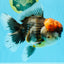 BULLDOG AAA Grade Red Head Kirin Calico Oranda Male 6.5 inches #022026OR_06