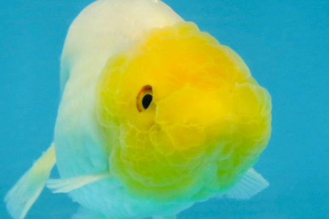 White Lionchu Female 3.5-4 inches #121225LC_14