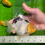 A Grade Lemonhead Panda Yuanbao Male 5 inches #0628YB_27