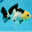 A Grade Tricolor Yuanbao Female 5 inches #0906YB_22