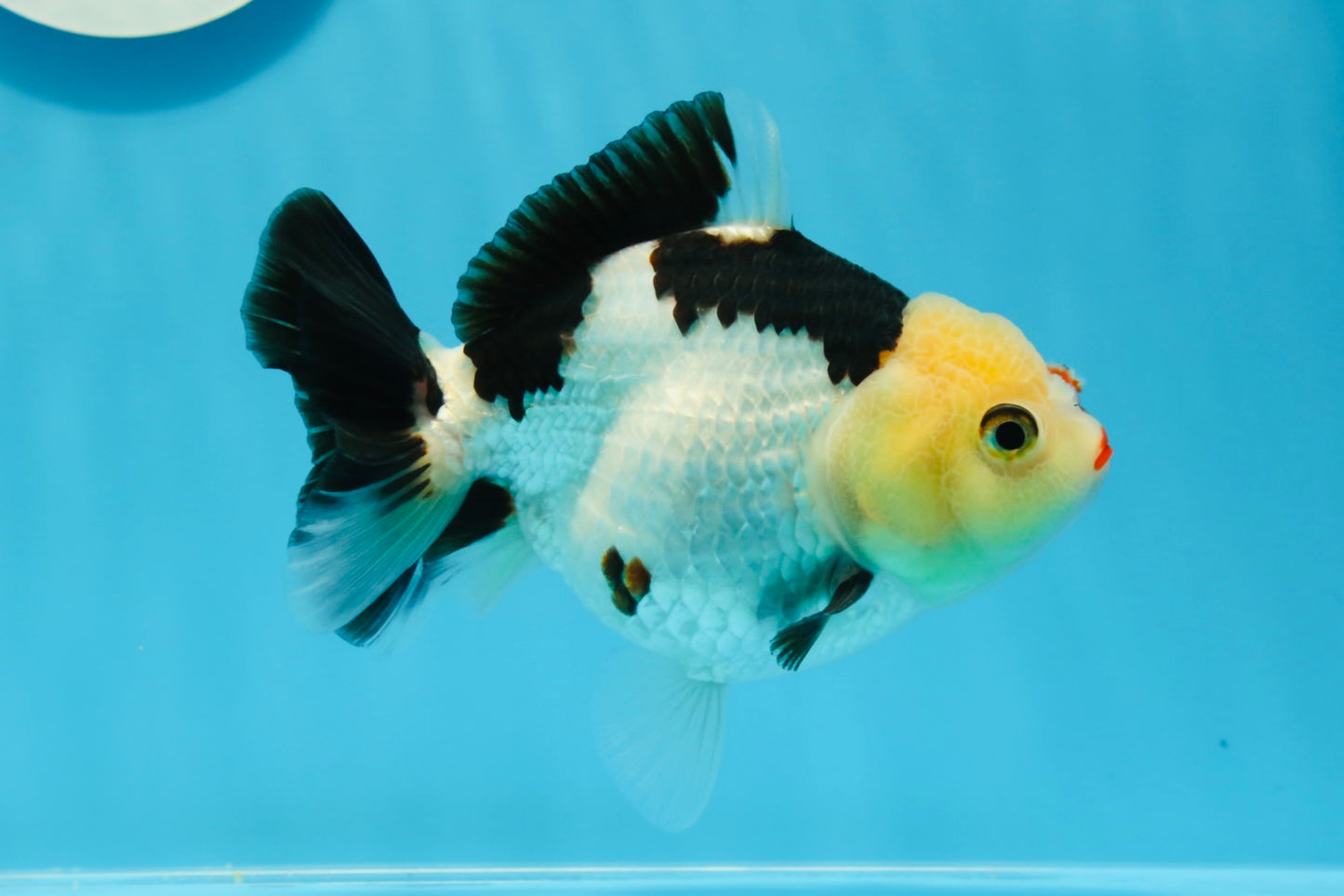 A Grade Tricolor Yuanbao Female 5 inches #0906YB_22