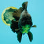 AAA Grade Broadtail Black Godzilla Oranda Male 7 inches #071026OR_01