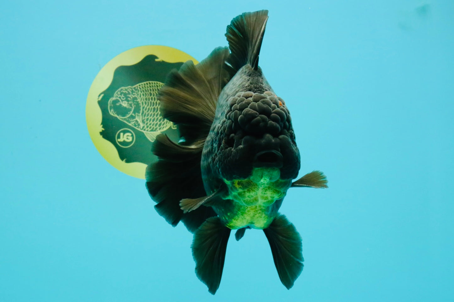 AAA Grade Broadtail Black Godzilla Oranda Male 7 inches #071026OR_01