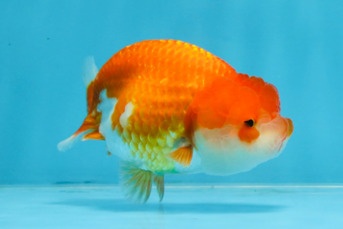 A Grade Red White LionQueen 4 inches #103125LC_18