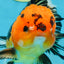 A Grade Apache Button Eyes Oranda Male 5-5.5 inches #080125OR_21