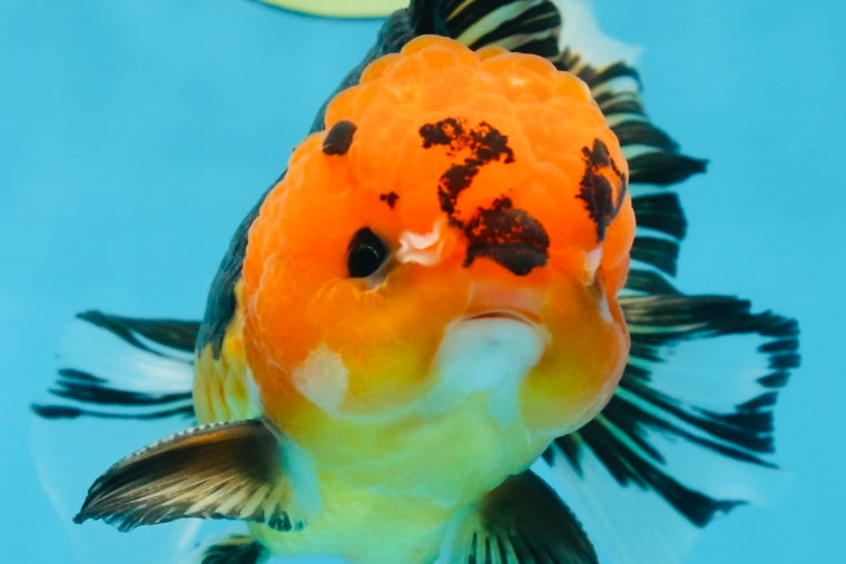 A Grade Apache Button Eyes Oranda Male 5-5.5 inches #080125OR_21