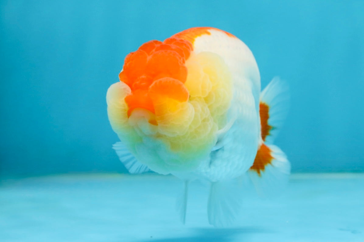 AAA Grade Young Red White LionQueen 4 inches #101025LC_01