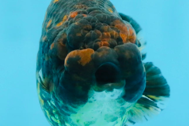 A Grade Tiger LionKing 4.5-5 inches #110725LC_17