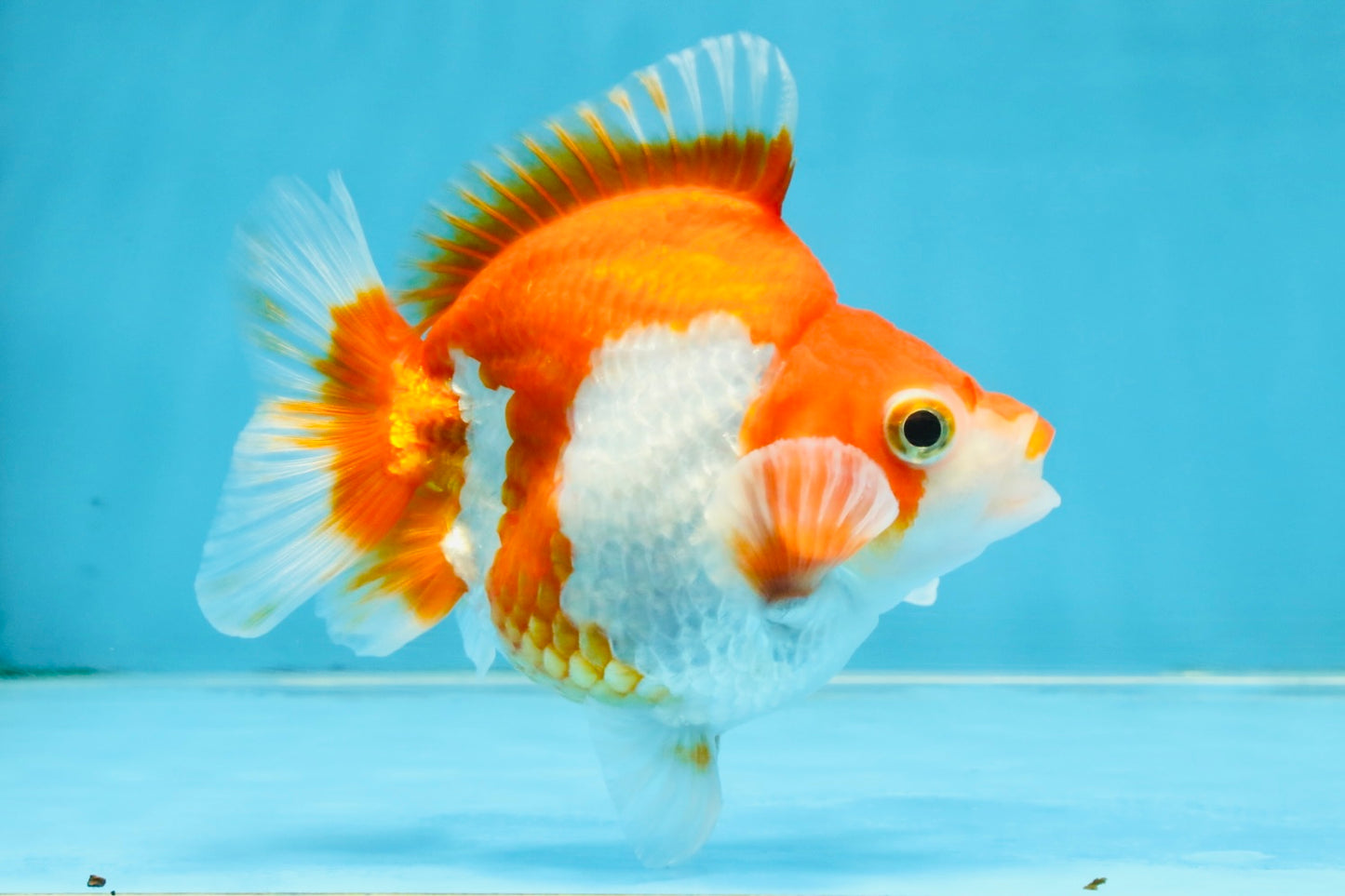 A Grade Red White Ryukin Female 4.5 inches #111425RK_09