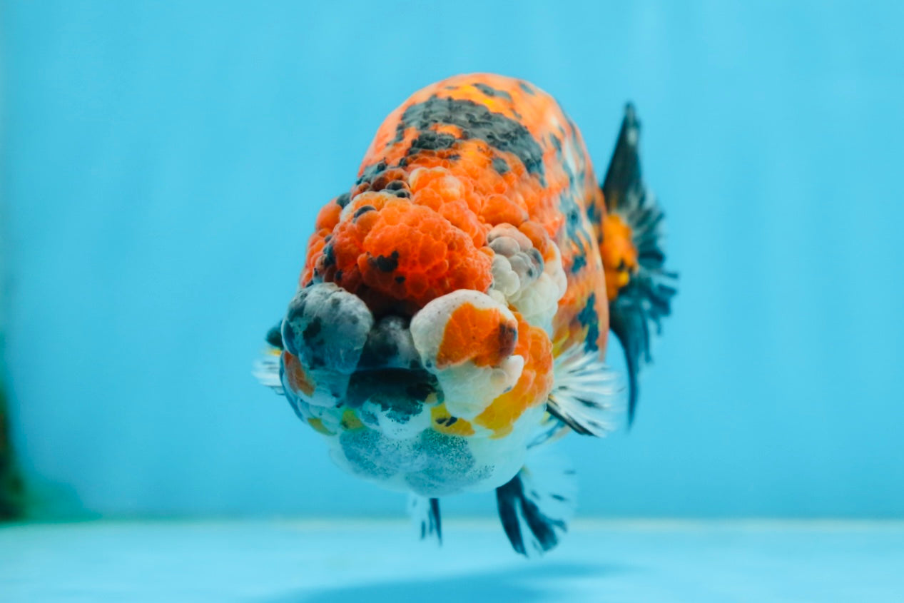 RARE AAA Grade Special Tricolor Tiger LionQueen 5.5 inches #082225LC_01