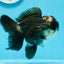 Panda Oranda Male 4.5-5 inches #0927OR_23