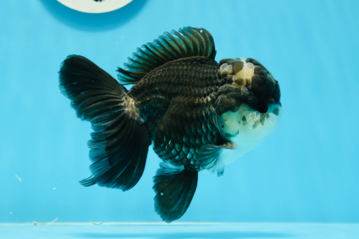 Panda Oranda Macho 4.5-5 pulgadas #0927OR_23