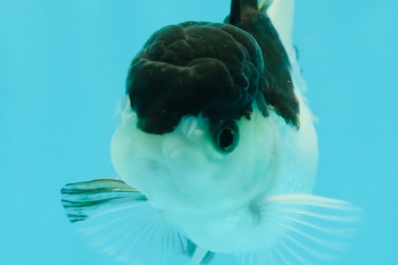 Panda Oranda Male 3.5 inches #1011OR_28