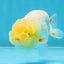 SPECIAL White Lionchu Female 4 inches #120525LC_13