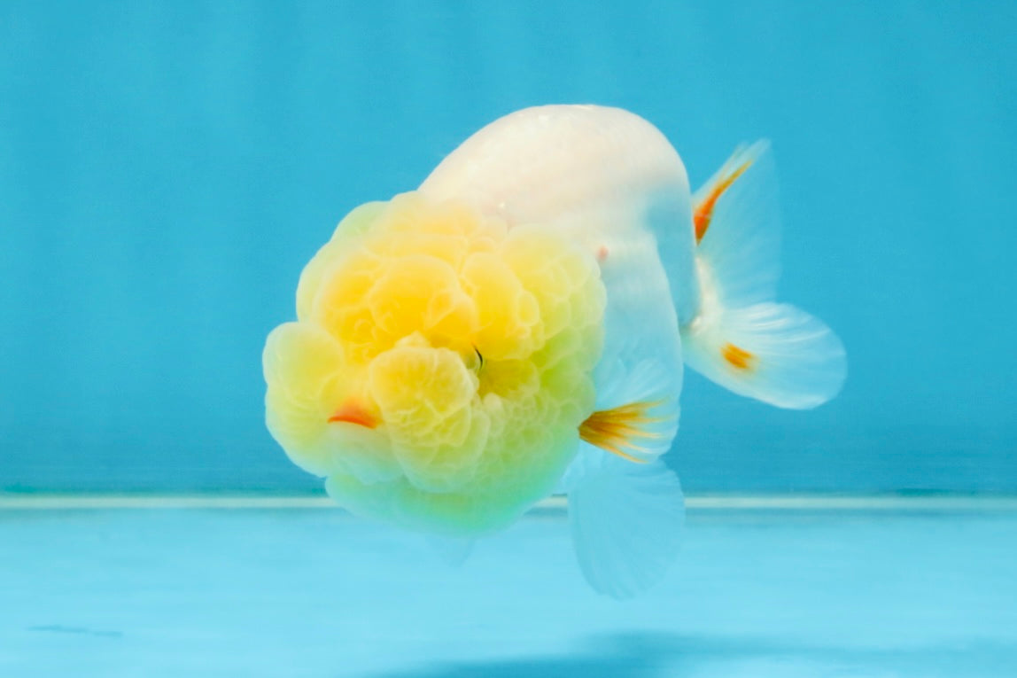 SPECIAL White Lionchu Female 4 inches #120525LC_13