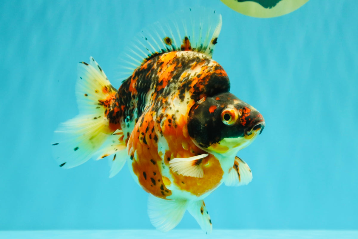 AAA Grade Special Indonesia Calico Ryukin Male 6-6.5 inches #100226RK_01