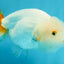 Orange White Lipstick Lionchu Female 5 inches #112924LC_03