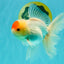 A Grade Special Heart Head Red White Oranda Male 6 inches #101626OR_01