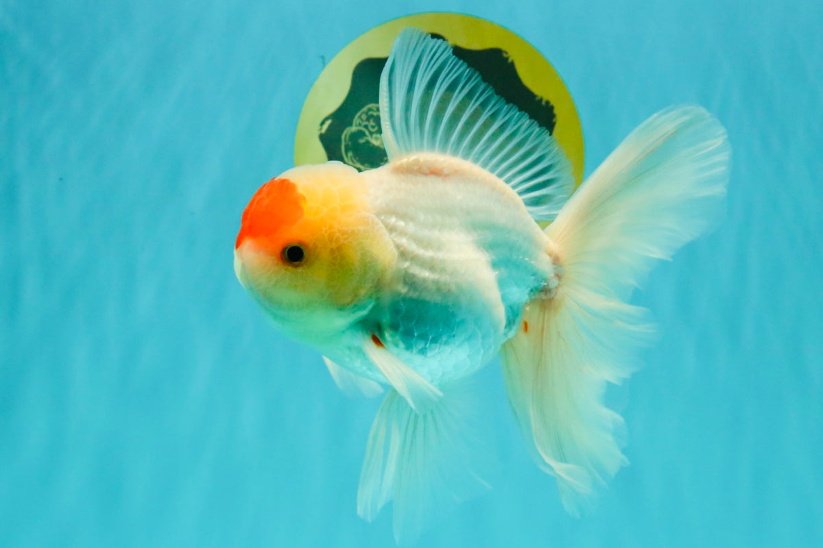 A Grade Special Heart Head Red White Oranda Male 6 inches #101626OR_01