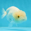 White Lionchu Female 4 inches #0927LC_18