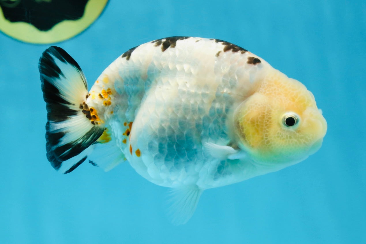 UNIQUE A Grade Chinese Cow Ranchu Female 4.5 inches #102425RC_05