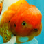 A Grade Sakura Oranda Male 6.5 inches #082126OR_13