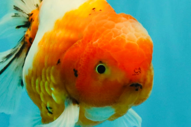 A Grade Sakura Oranda Male 6.5 inches #082126OR_13
