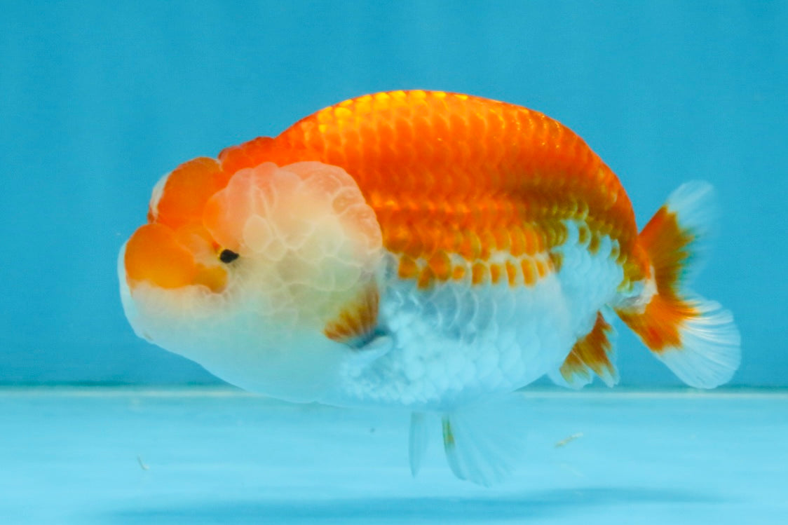 FLUFFY WEN A Grade Red White LionQueen 4 inches #112825LC_09